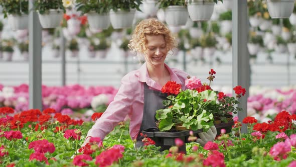 Blonde Female Florist Carrying Potted Flower Plants in Greenhouse Arranging Them for Sale