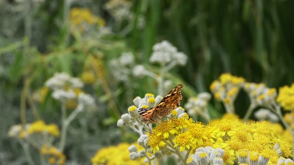 Butterfly Named Vanessa Cardui On Yellow Flowers 