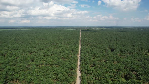 Aerial Palm Oil Field
