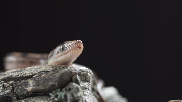 Brazilian Rainbow Boa  Epicrates Cenchria