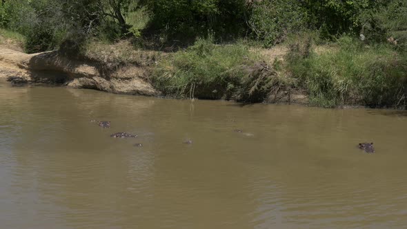 River with a submerged hippopotamus pod