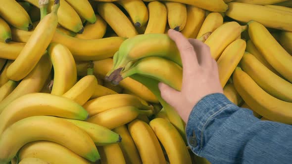 Bananas Picked Up   Bunches And Single Banana