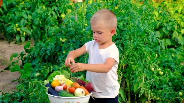 A Child in the Garden with a Harvest of Vegetables