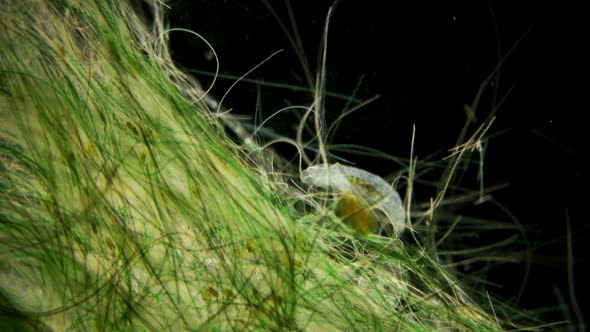 Bear Tardigrada Under a Microscope