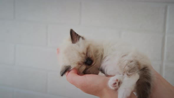 Footage Holding Cute White Little Sleeping Baby Cat