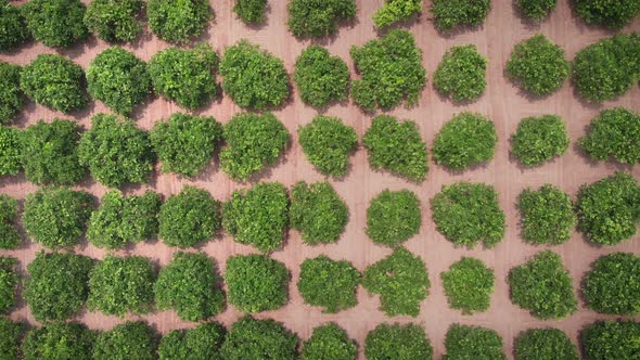 Sweet oranges on green trees in citrus orchard. 