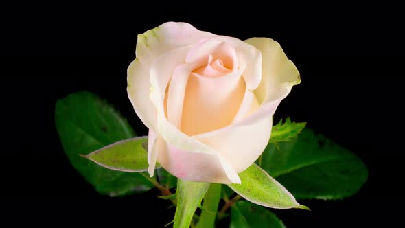 Time Lapse of Opening White Rose Flower