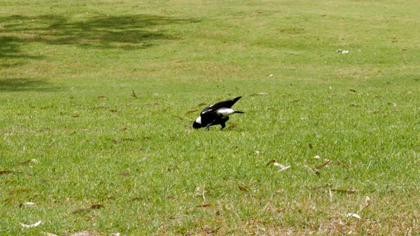 Australian Magpie finds a worm in the grass and eats it quickly andes on to find more.