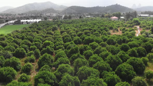 Orange orchards.