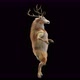 55 Deer Dancing 4K - VideoHive Item for Sale