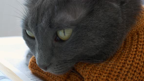 Closeup of the Face of a Gray Cat with Big Yellow Eyes