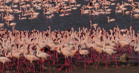 Lesser Flamingo, phoenicopterus minor, Colony at Bogoria Lake in Kenya, Real Time 4K