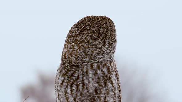 Great Grey Owl turns head away from and towards camera