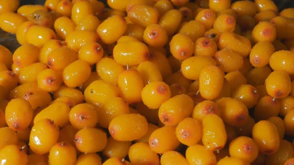 a Lot of Ripe Sea Buckthorn Berries Are Spinning. Cyclic Movement. Top View. Close-up