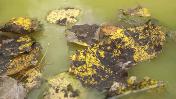 Autumn Leaves In The Swamp Slider Shot