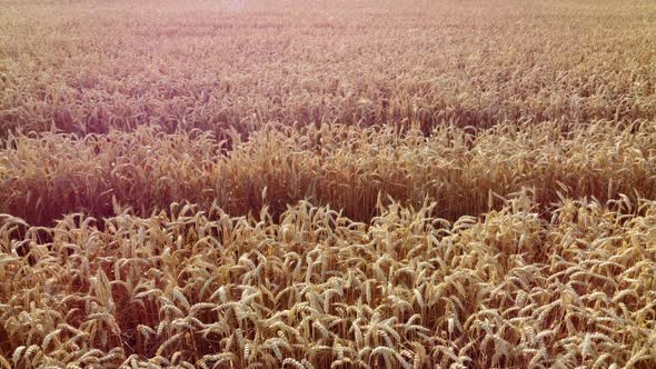 Aerial Drone View Flight Over Field of Yellow Ripe Wheat Closeup