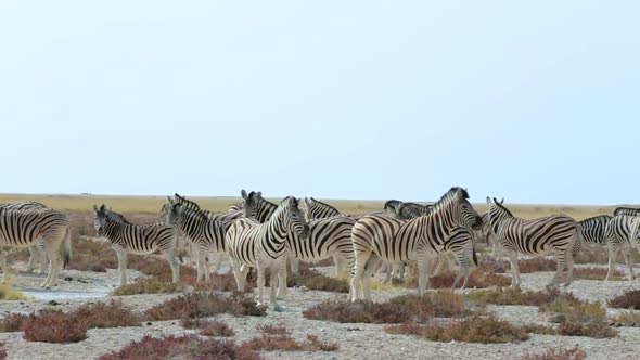 Zebra in african bush