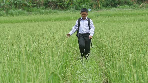 Boy Student Walking In Rice Field