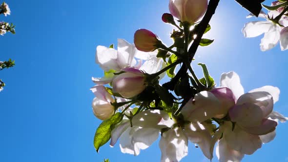 Apple tree bloom in macro close up with sunlight and camera flare. Cameraement from left to right