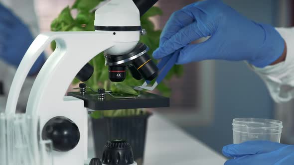 Closeup of Scientist Using Surgical Pincers to Put Plant Leaf From Microscope Stage to Plastic