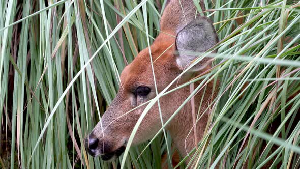 Slow motion close up shot of a young Marsh Deer resting quietly under vegetation