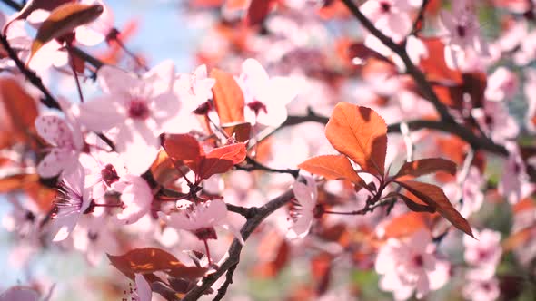 Pink Blooming Cherry Tree 2