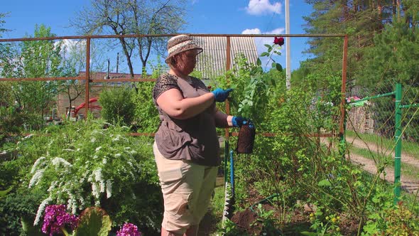 A Woman in a Hat Inspects a Red Rose Bush Before Planting