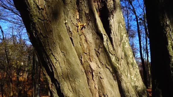 Platanus trunk in the autumn park.