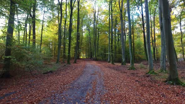 Brown, gold and green forest in the autumn, Poland, Europe