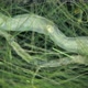 Worm Aeolosoma Sp - VideoHive Item for Sale