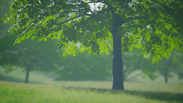 Maple Leaves in the Wood