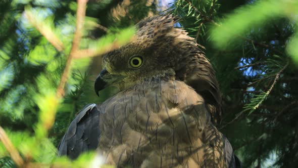 European Honey Buzzard Pernis Apivorus, Also Known As the Pern or Common Pern