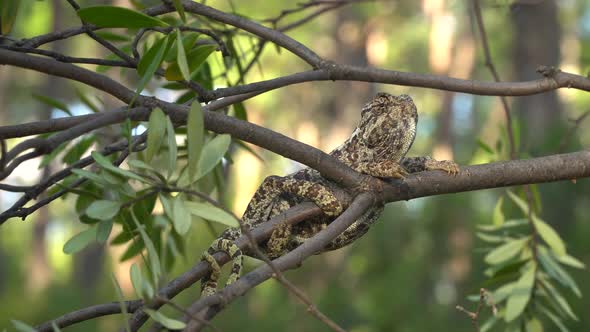 Chameleon on Tree