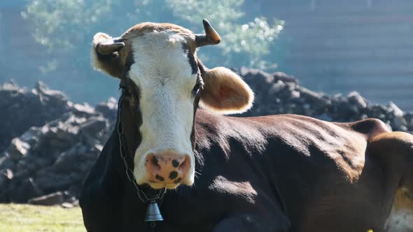 Cow Lies on the Lawn and Looks Into the Camera and Exhales Steam From Nostrils