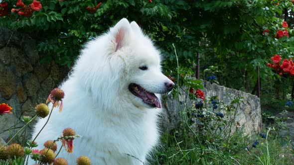 A beautiful white Samoyed dog lies on the green grass. Dog at sunset. Samoyed Laika close-up.