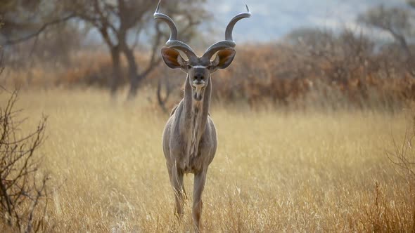 Young Male Kudu Antelope Staring and Alert in Namibia, Africa Grassland Savannah