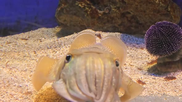 Close Up of Common Cuttlefish