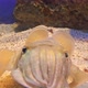 Close Up of Common Cuttlefish - VideoHive Item for Sale