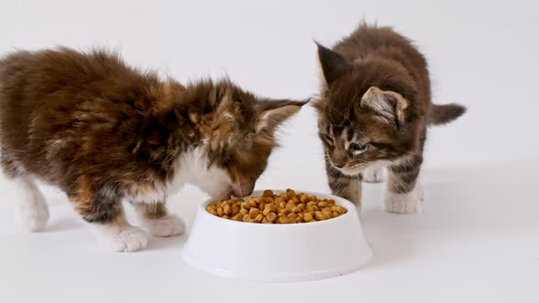 Grey Striped Kittens Eating Fresh Dry Cat Food for Small Kittens