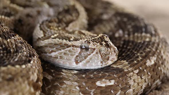 Defensive Puff Adder With Flicking Tongue