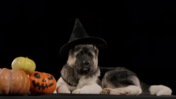 A Charming American Akita in a Witch Hat Lies in Slow Motion in the Studio on a Black Background