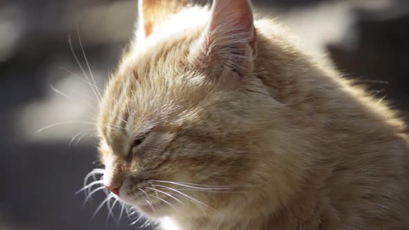 Closeup of a Sleepy Ginger Cat Yawns and Licks Its Lips