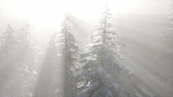 Misty Fog in Pine Forest on Mountain Slopes alt