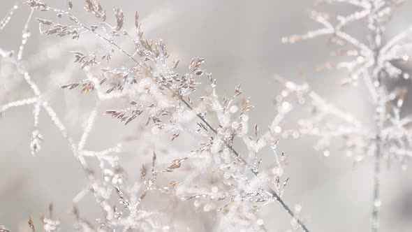 Dew Drops Glistens On Golden Grass In A Field