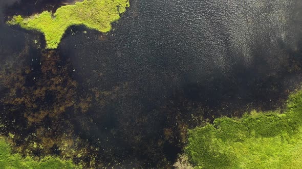 Green bog moss on a swamp pond water in Alaska  - aerial directly above view