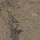 European Beeeater or Merops Apiaster - VideoHive Item for Sale