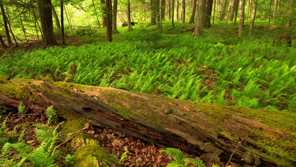 Slow, smooth, low drone video footage moving through a, peaceful, magical fern forest with beautiful