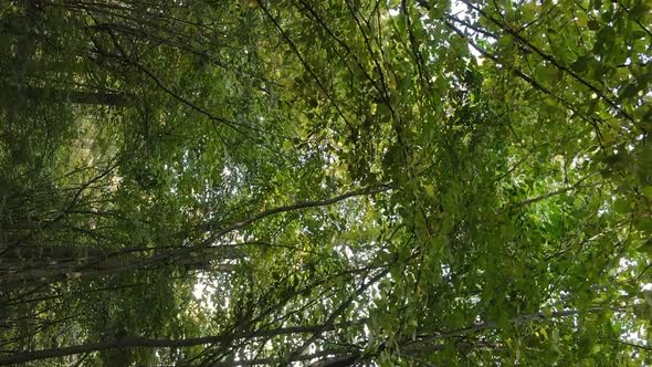 Vertical Video Autumn Forest with Trees in Ukraine Slow Motion