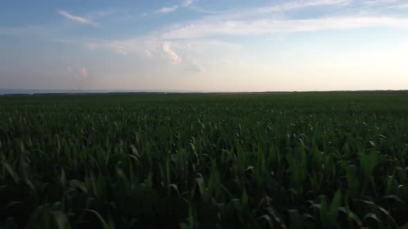 Corn Field At Sunset