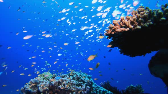 Underwater Sea Marine Reef